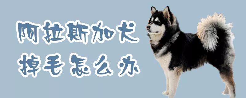 阿拉斯加犬掉毛怎么办