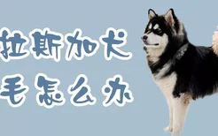 阿拉斯加犬掉毛怎么办