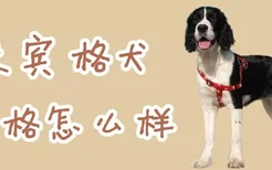 史宾格犬性格怎么样