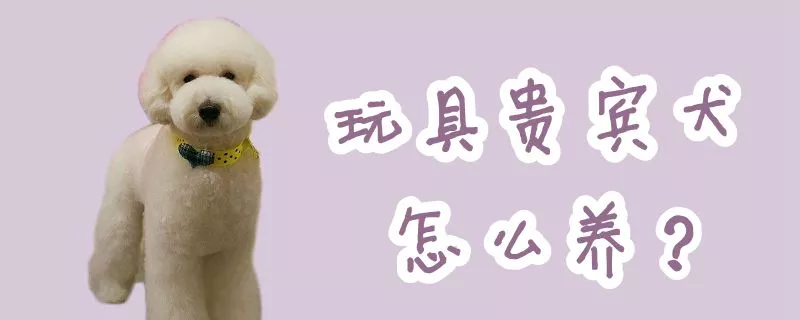 玩具贵宾犬怎么养