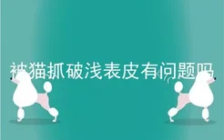 被猫抓破浅表皮有问题吗