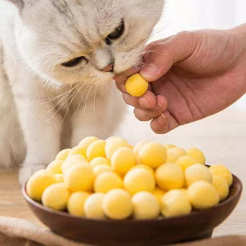 猫可以吃牛肉吗(宠物猫可以吃牛肉吗)