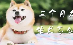 三个月大的柴犬怎么养