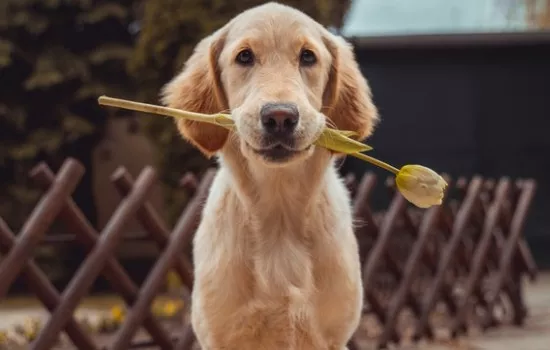 犬蛔虫的发病原因 蛔虫竟然是这样在狗狗身体里长大的