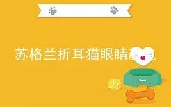 苏格兰折耳猫眼睛颜色