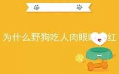 为什么野狗吃人肉眼睛变红