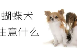 养蝴蝶犬要注意什么