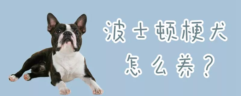 波士顿梗犬怎么养