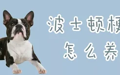 波士顿梗犬怎么养