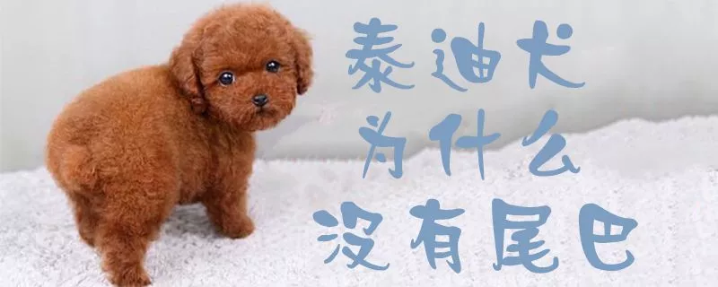 泰迪犬为什么没有尾巴1