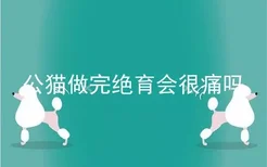 公猫做完绝育会很痛吗