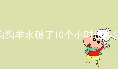 狗狗羊水破了10个小时也不生