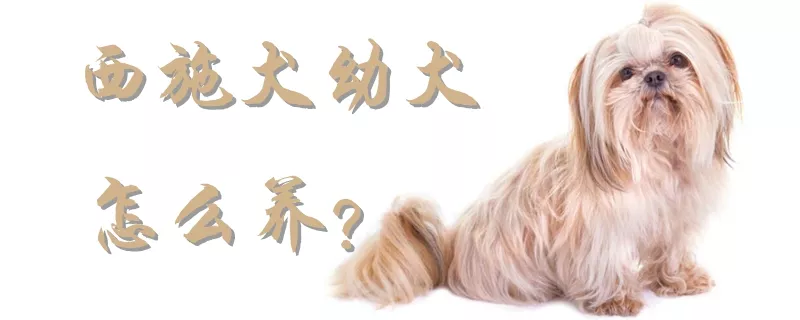 西施犬幼犬怎么养