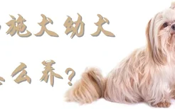 西施犬幼犬怎么养