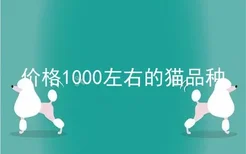 价格1000左右的猫品种