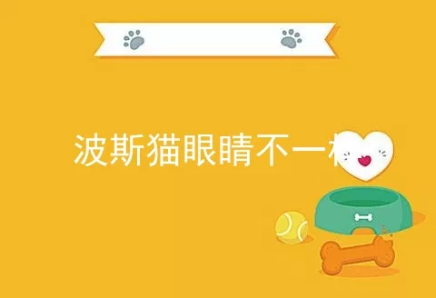 波斯猫眼睛不一样