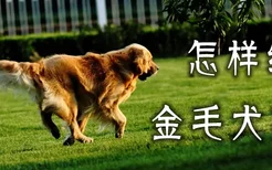 怎样给金毛犬剪毛