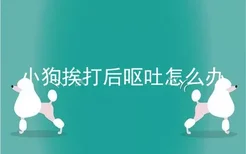 小狗挨打后呕吐怎么办