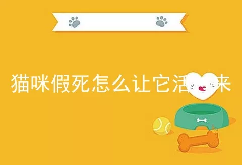 猫咪假死怎么让它活过来