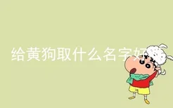 给黄狗取什么名字好听