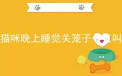 猫咪晚上睡觉关笼子一直叫