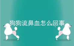 狗狗流鼻血怎么回事