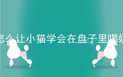 怎么让小猫学会在盘子里喝奶