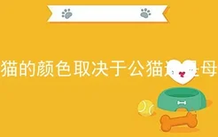 小猫的颜色取决于公猫还是母猫