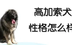 高加索犬性格怎么样