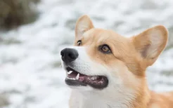 狗狗总是对陌生人狂吠怎么办 训练狗狗对陌生人有礼貌