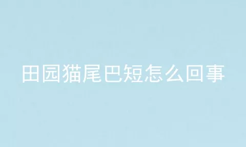 田园猫尾巴短怎么回事