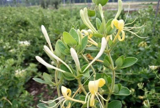 冷门耐阴植物（农村这种花没开时是白色）(1)