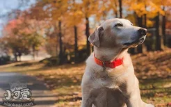 家养大型犬养什么合适