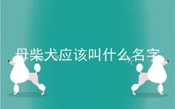 母柴犬应该叫什么名字