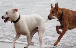 什么是狂犬病 狂犬病的潜伏期有多长