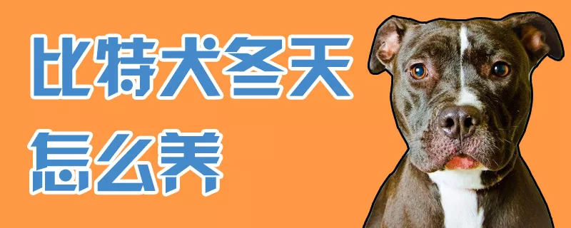 比特犬冬天怎么养