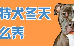 比特犬冬天怎么养