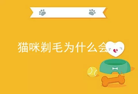 猫咪剃毛为什么会死