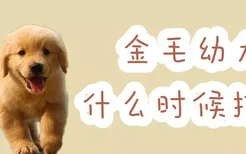 金毛幼犬什么时候打针