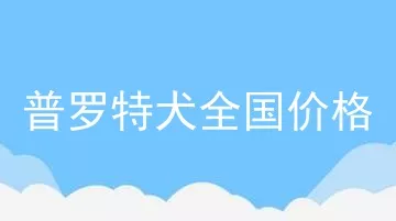 普罗特犬全国价格