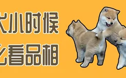 柴犬小时候怎么看品相