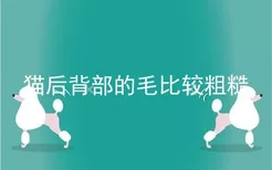 猫后背部的毛比较粗糙