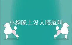 小狗晚上没人陪就叫