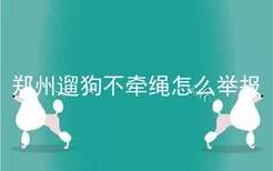 郑州遛狗不牵绳怎么举报