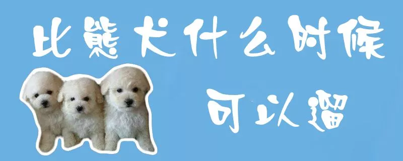 比熊犬什么时候可以遛1