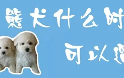 比熊犬什么时候可以遛