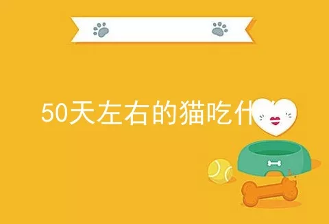 50天左右的猫吃什么