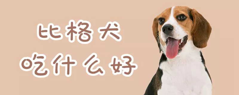 比格犬吃什么好