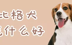 比格犬吃什么好