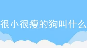 很小很瘦的狗叫什么